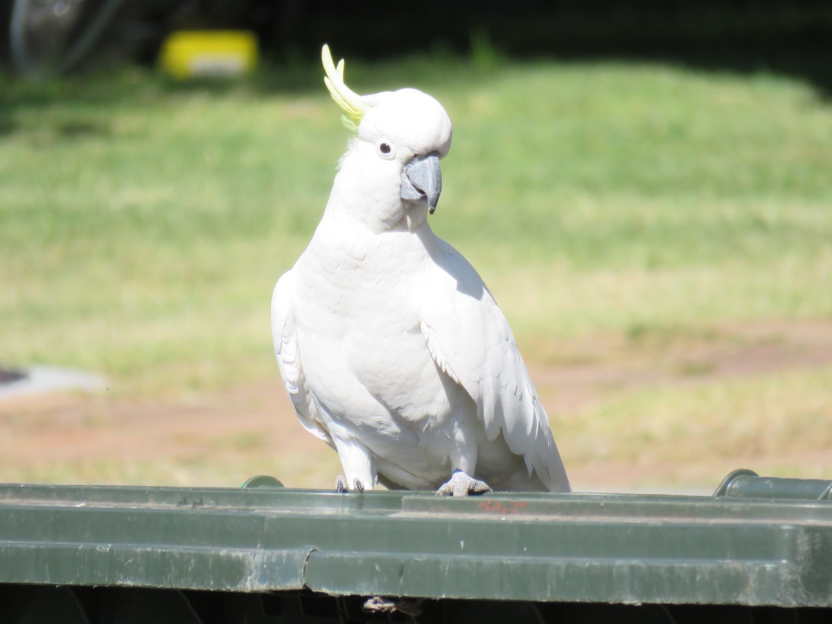 Sulphur-crested Cockatoo - ML624015248