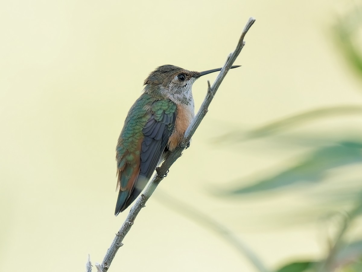 Rufous Hummingbird - Pierre Deviche