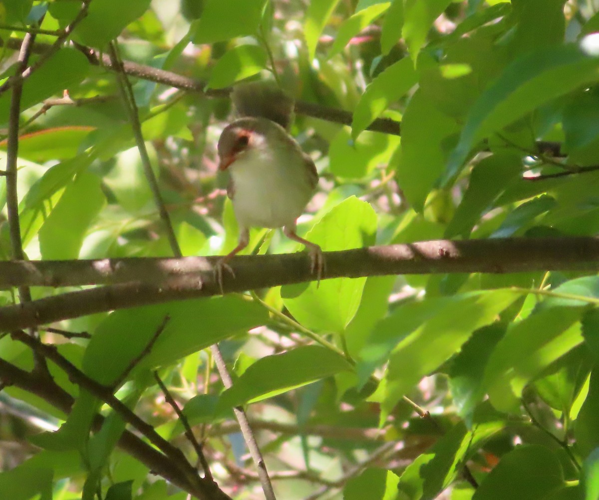 Superb Fairywren - ML624015253