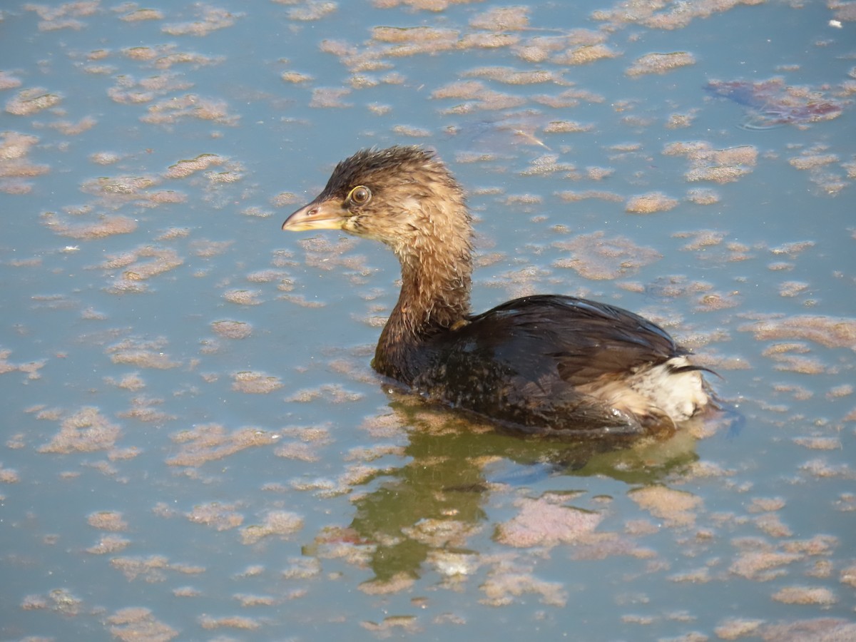 Pied-billed Grebe - ML624015260