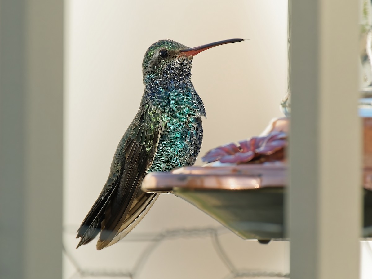 Broad-billed Hummingbird - ML624015268