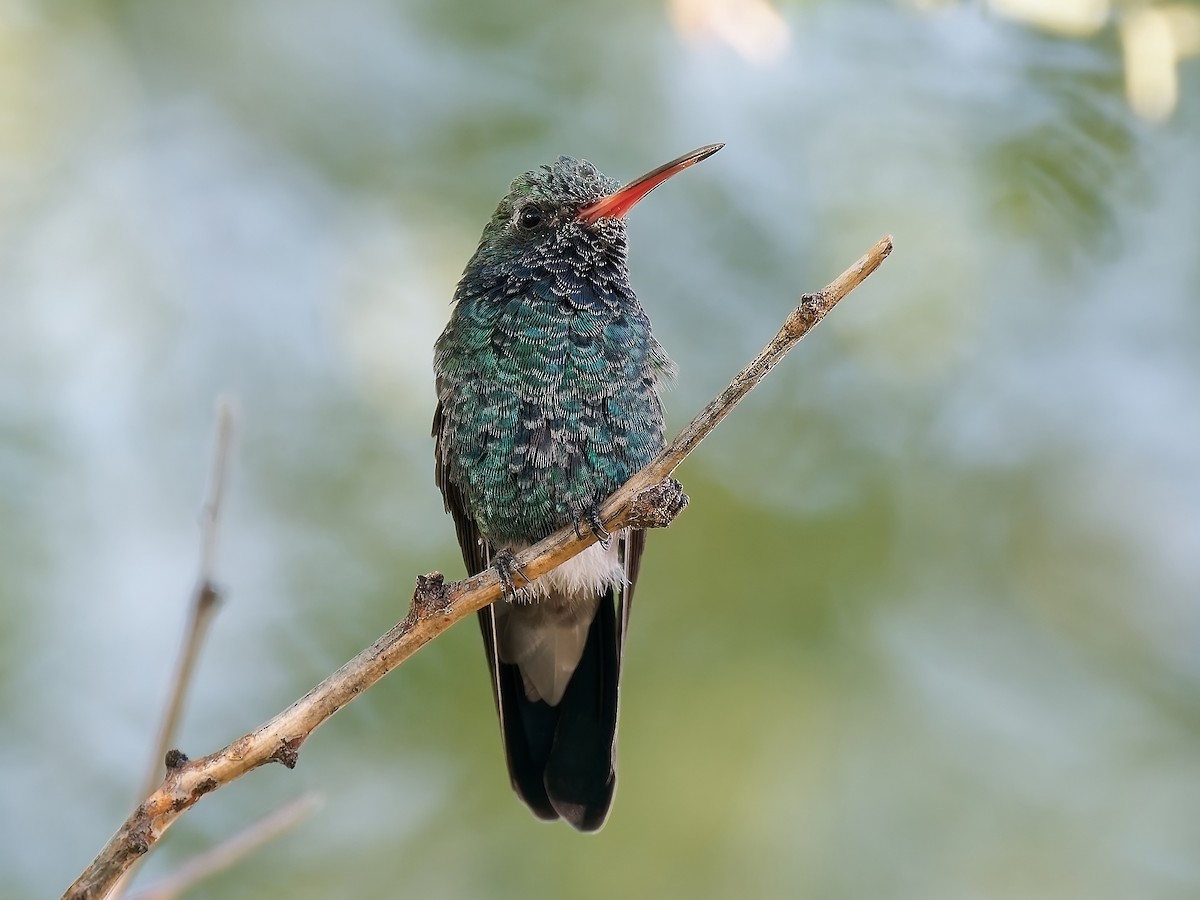 Broad-billed Hummingbird - ML624015269