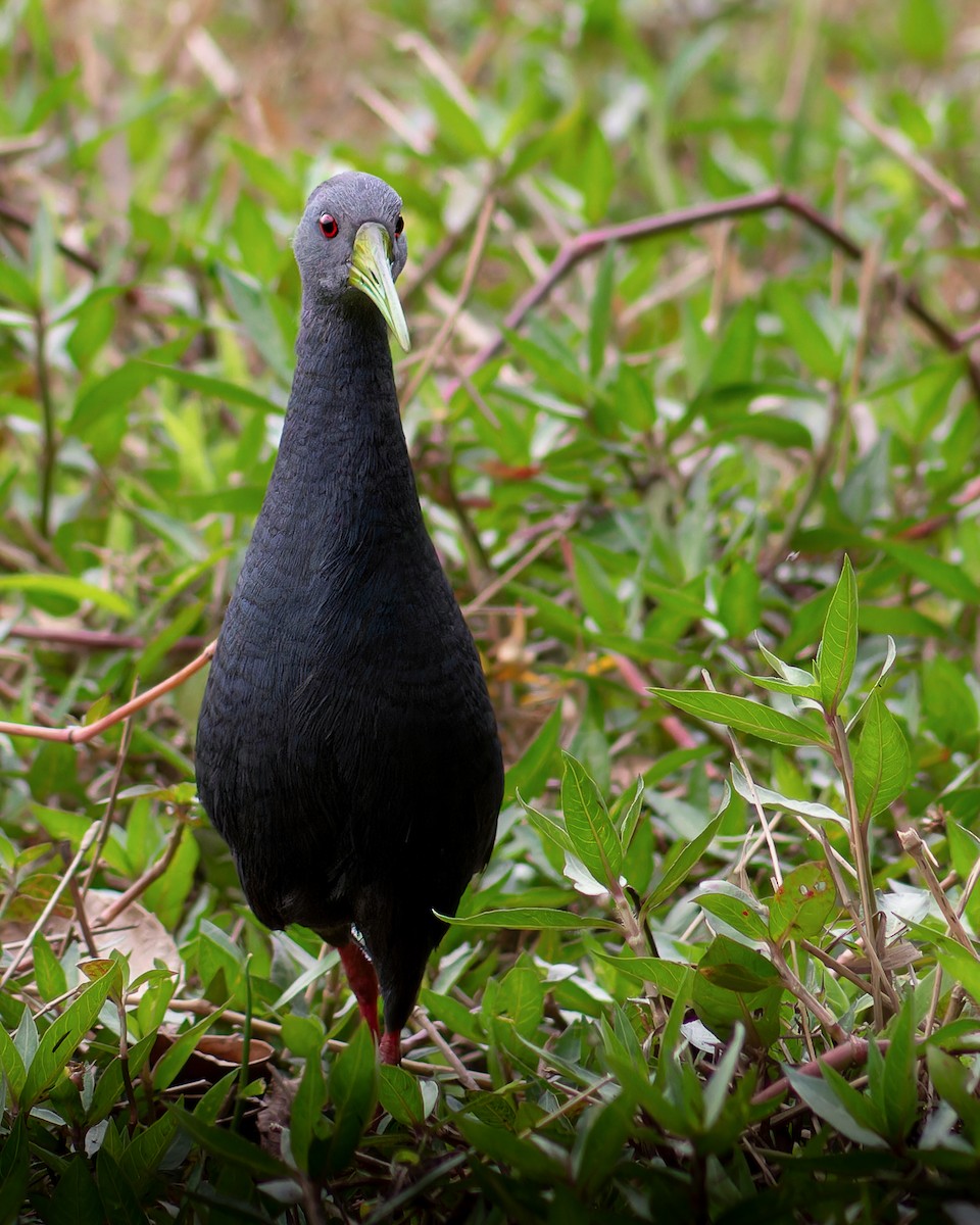 Blackish Rail - Enéas Junior