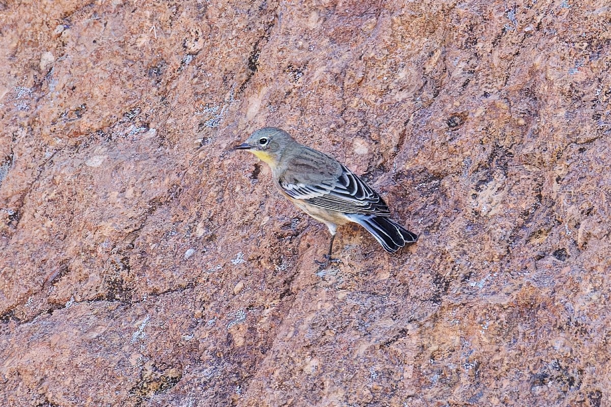 Yellow-rumped Warbler (Audubon's) - ML624015288