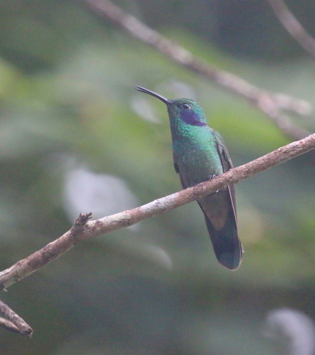 Lesser Violetear - ML624015297