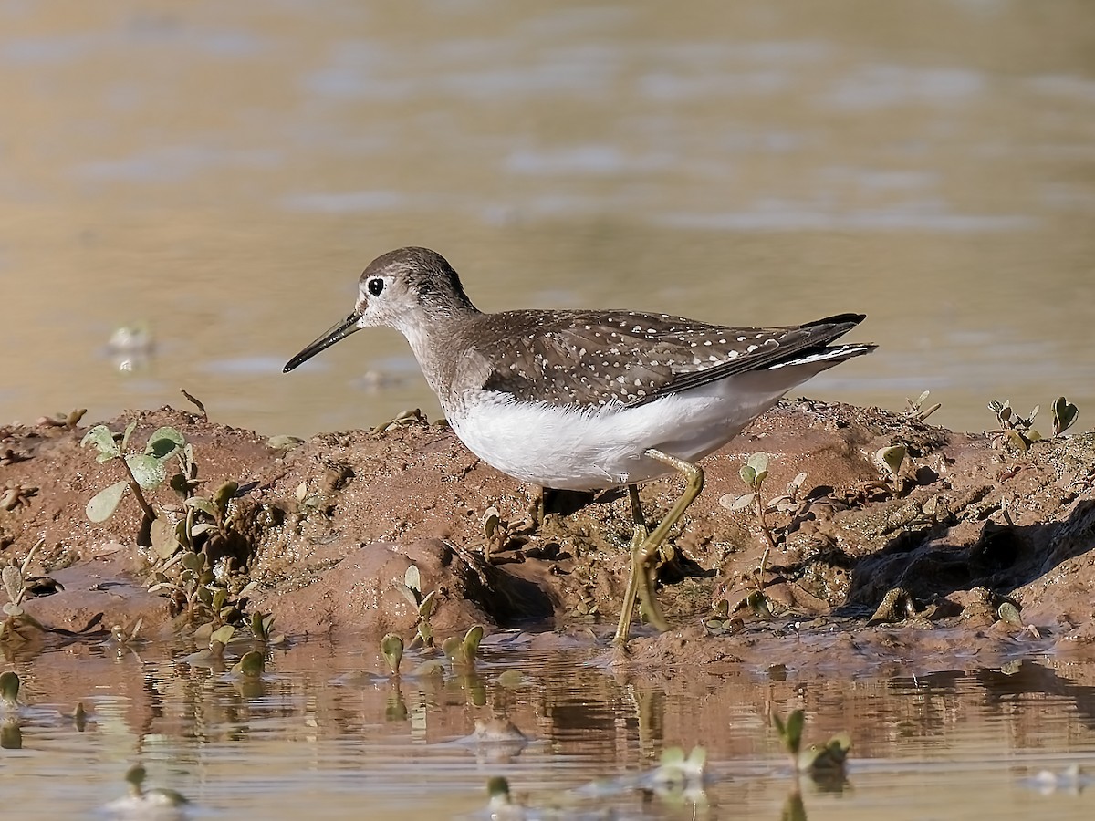 Solitary Sandpiper - ML624015298