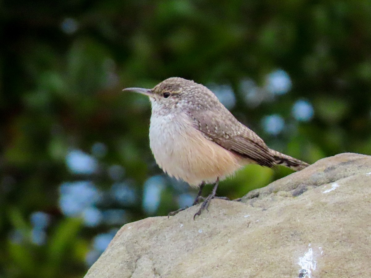 Rock Wren - ML624015300