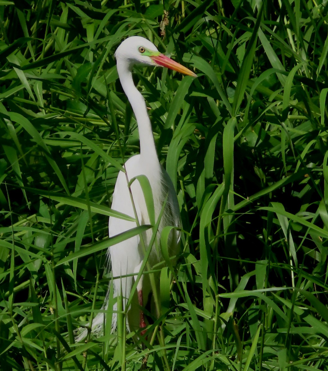 Plumed Egret - ML624015302