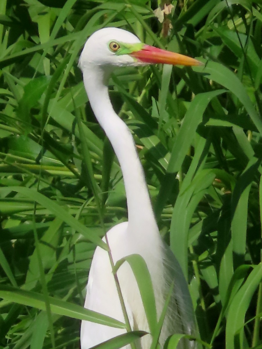 Plumed Egret - ML624015307