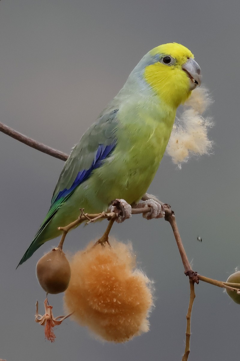 キガシラマメルリハシインコ - ML624015310