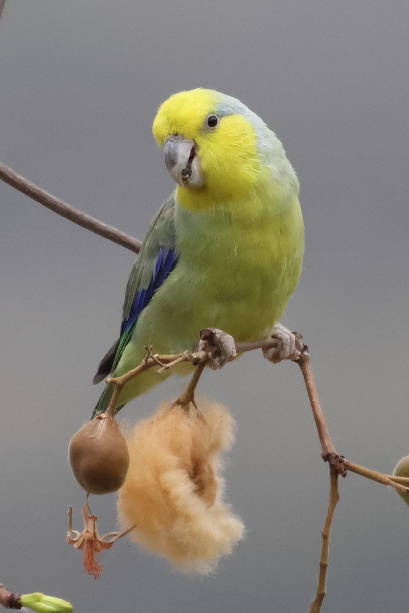 Yellow-faced Parrotlet - ML624015311