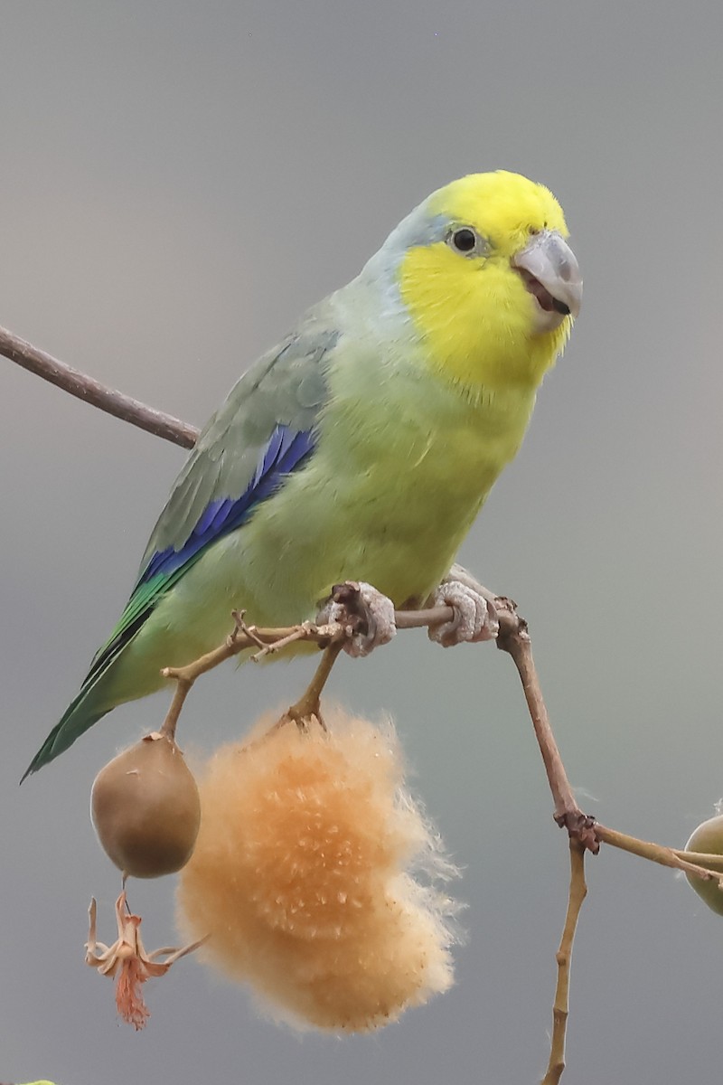 Yellow-faced Parrotlet - ML624015312