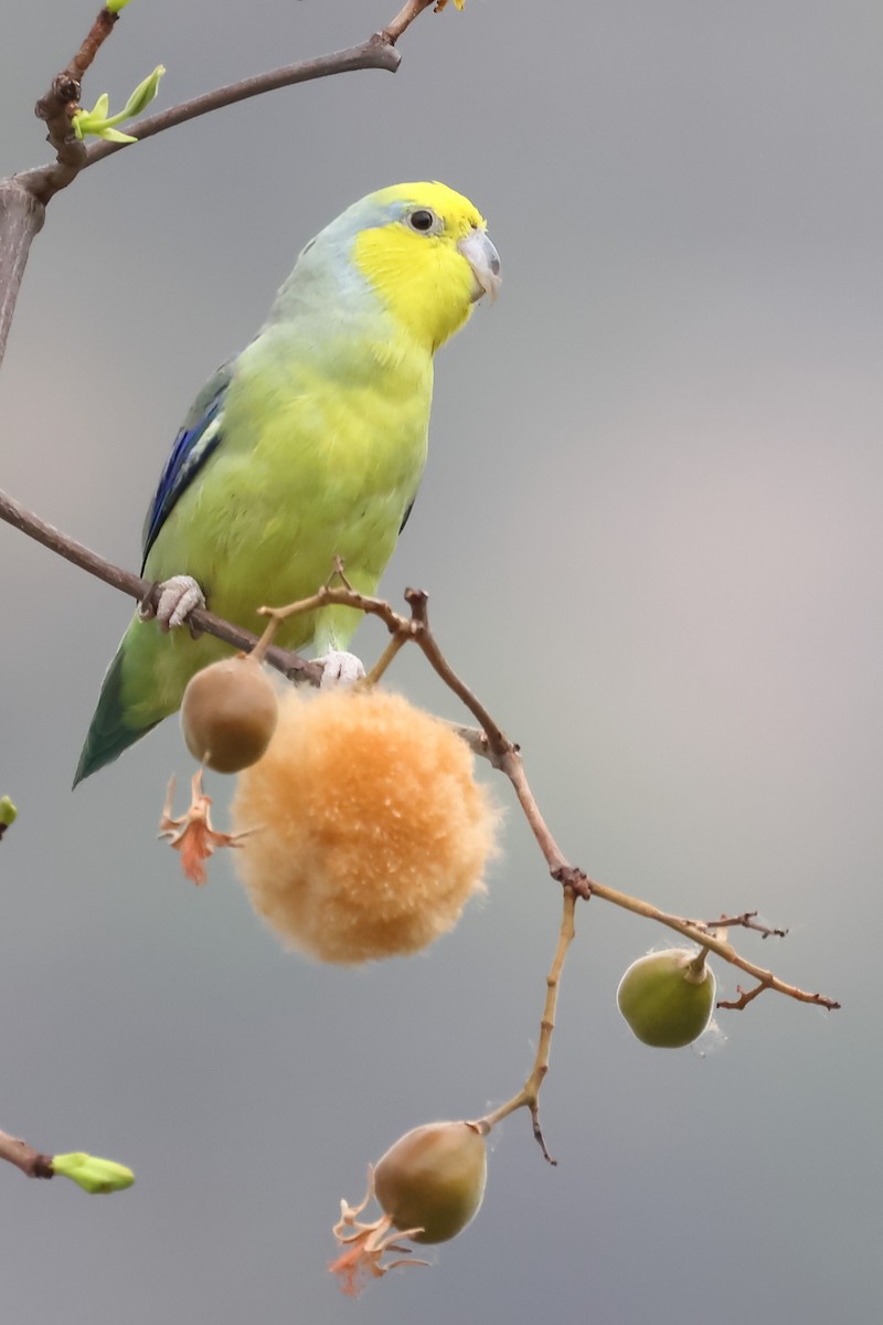 Yellow-faced Parrotlet - ML624015313