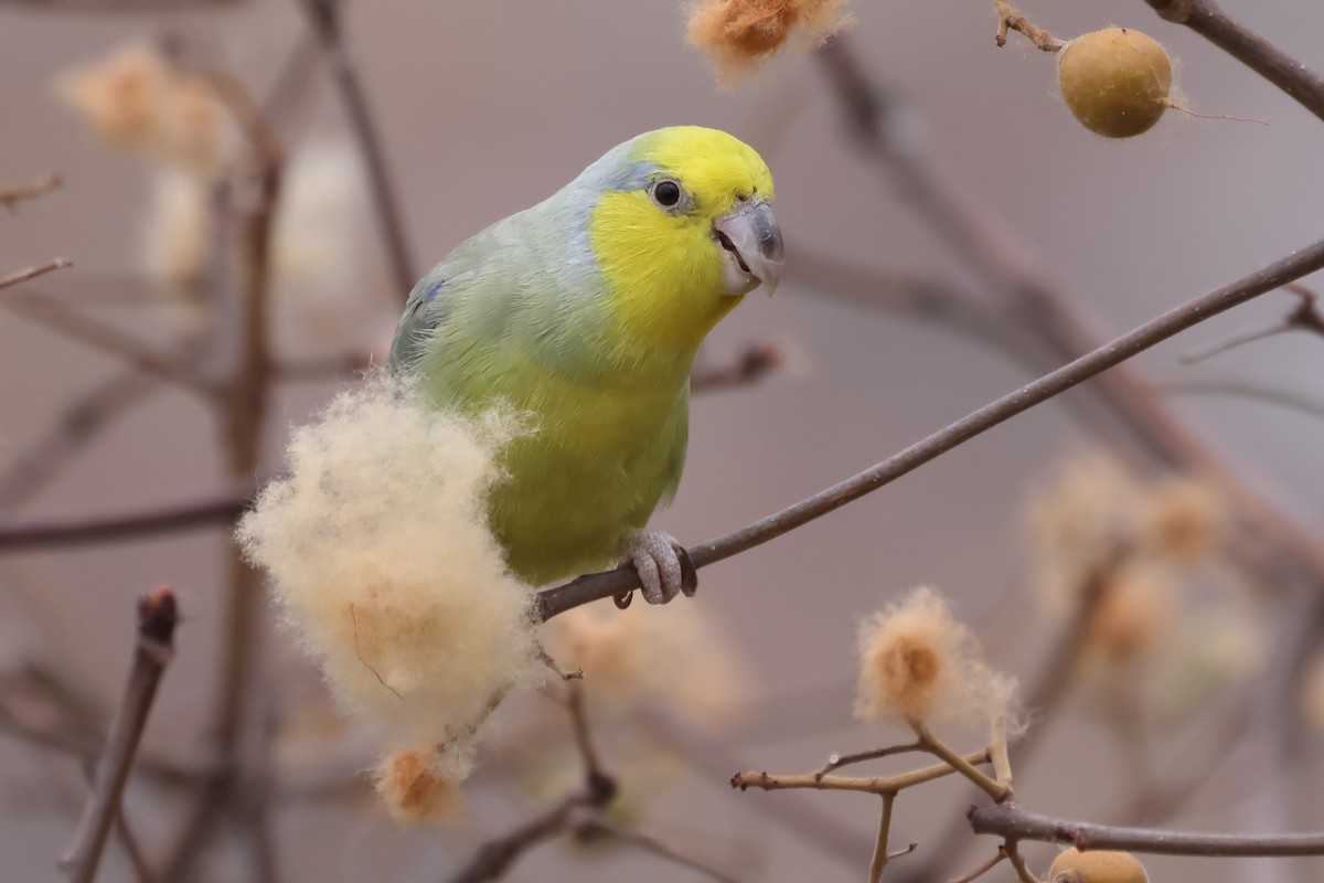 キガシラマメルリハシインコ - ML624015315