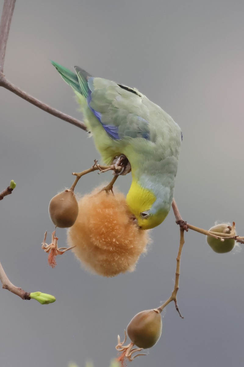 キガシラマメルリハシインコ - ML624015316