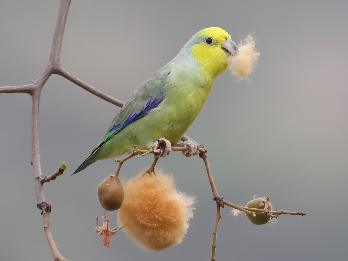 キガシラマメルリハシインコ - ML624015320