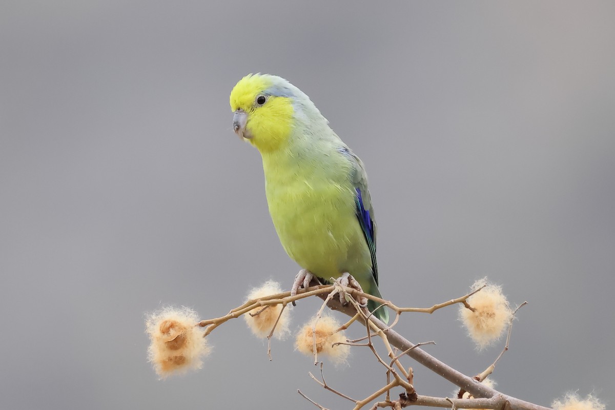 Yellow-faced Parrotlet - ML624015322