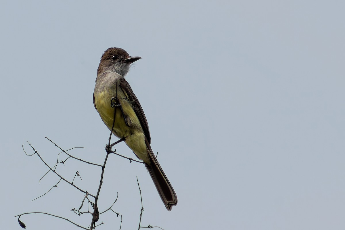 Short-crested Flycatcher - ML624015335