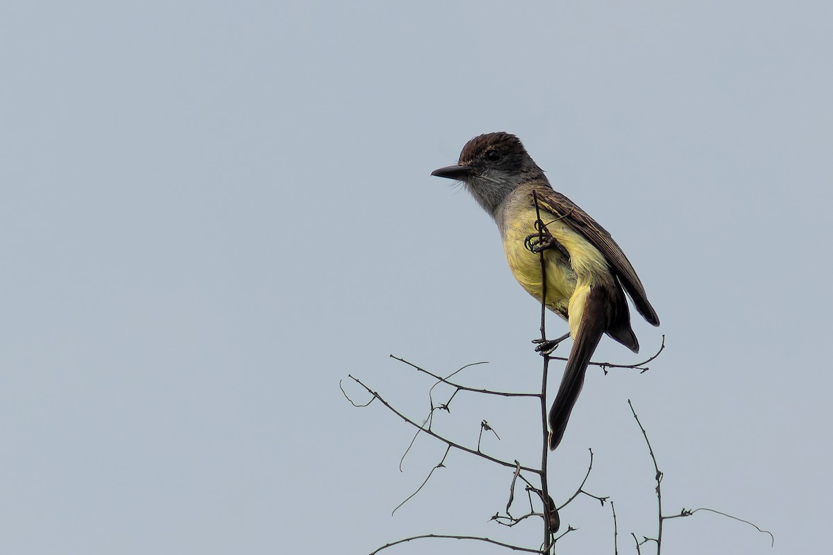 Short-crested Flycatcher - ML624015336