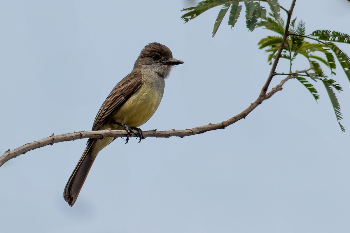 Short-crested Flycatcher - ML624015337