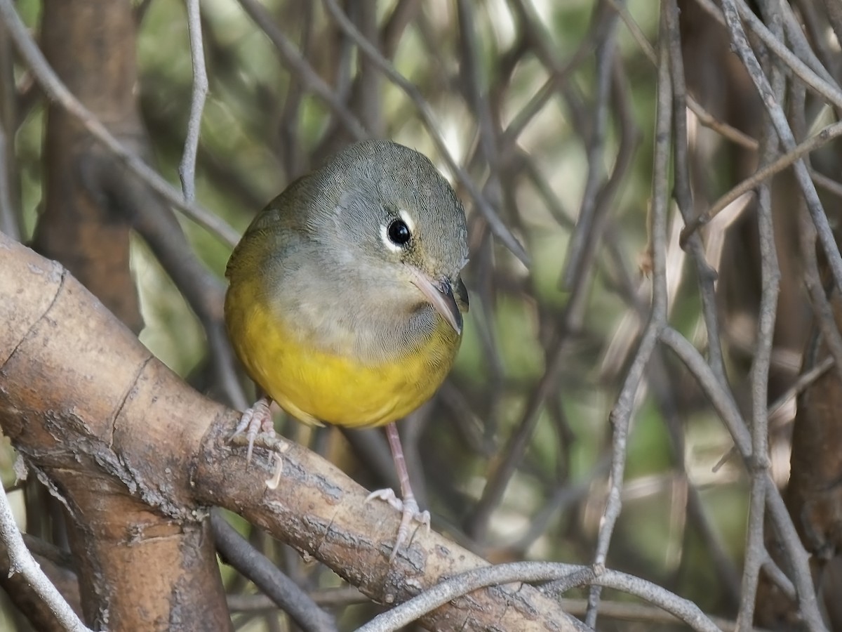 MacGillivray's Warbler - ML624015342