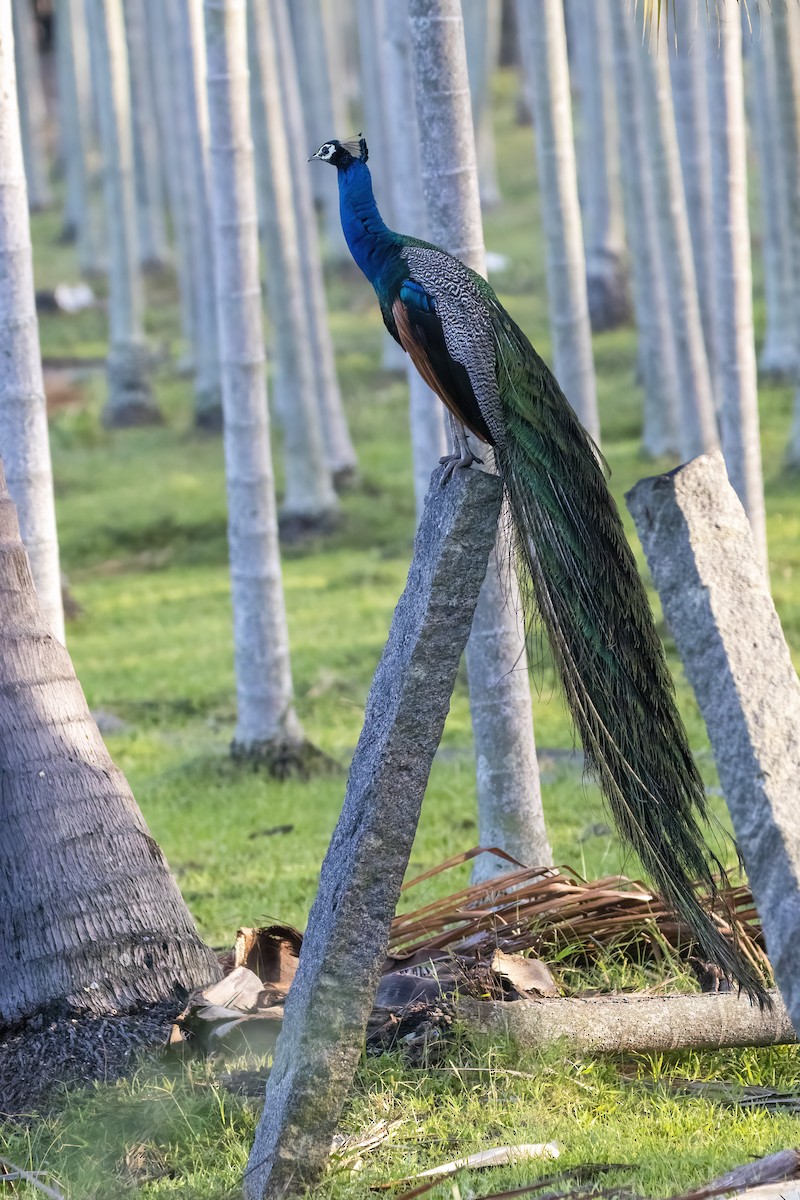 Indian Peafowl - ML624015346