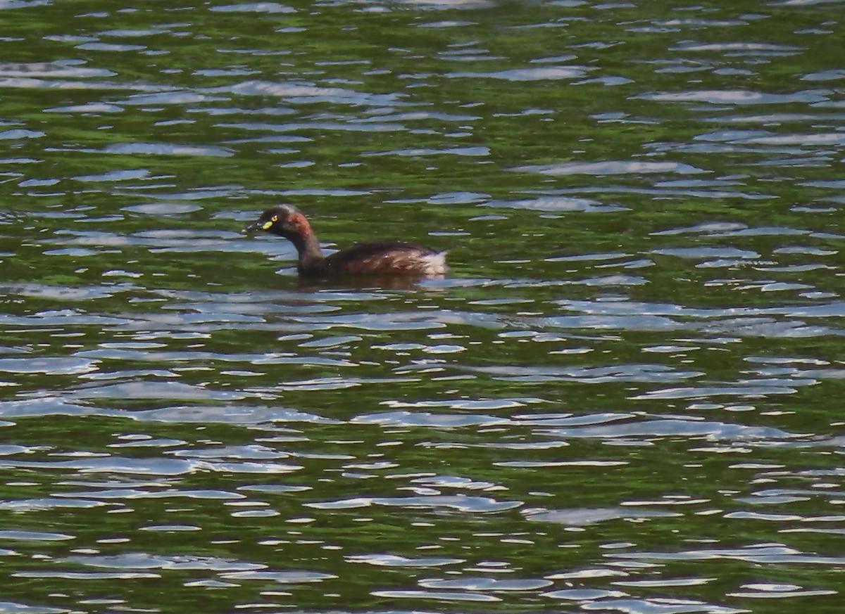 Australasian Grebe - ML624015352