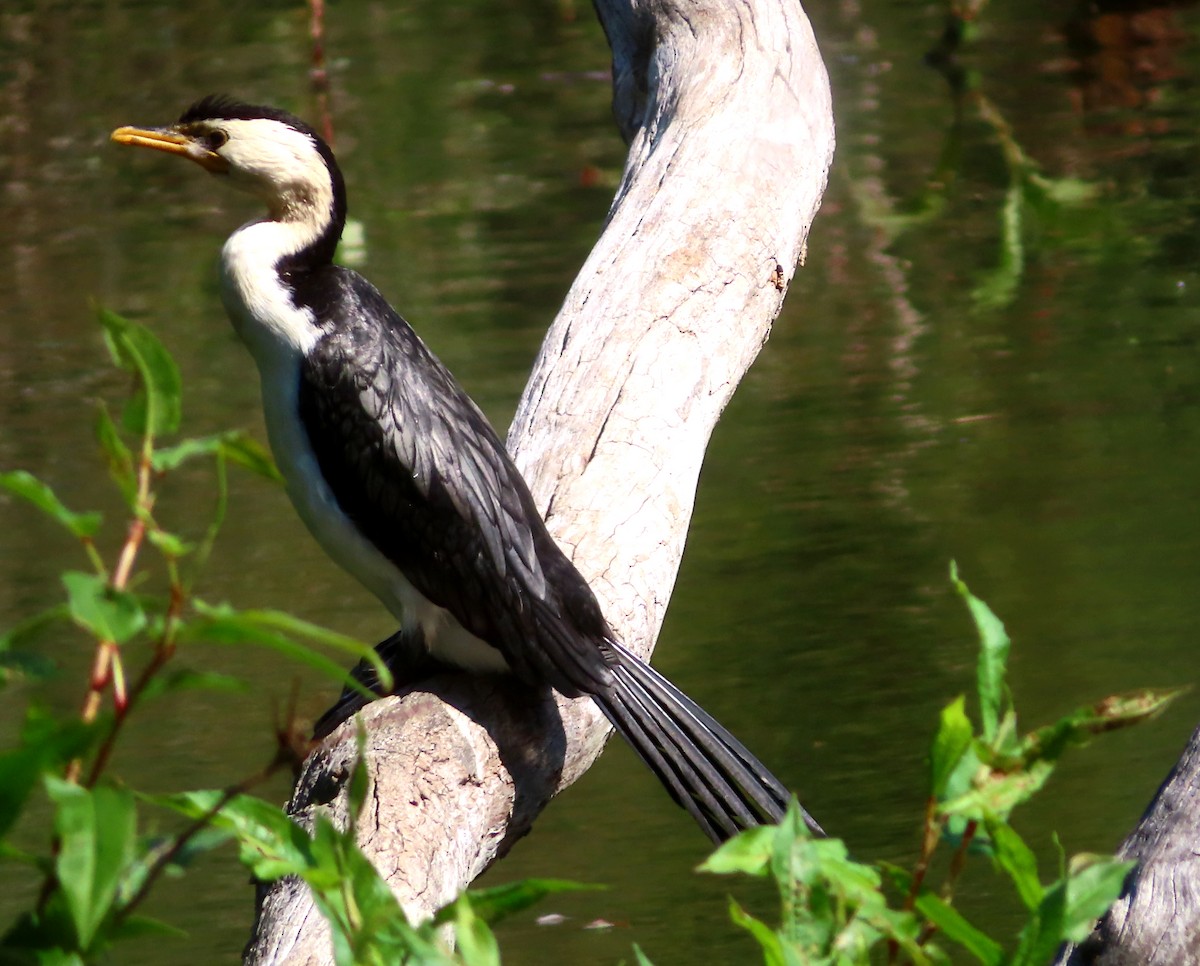 Little Pied Cormorant - ML624015359