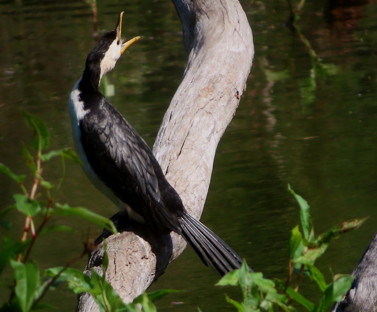 Little Pied Cormorant - ML624015365