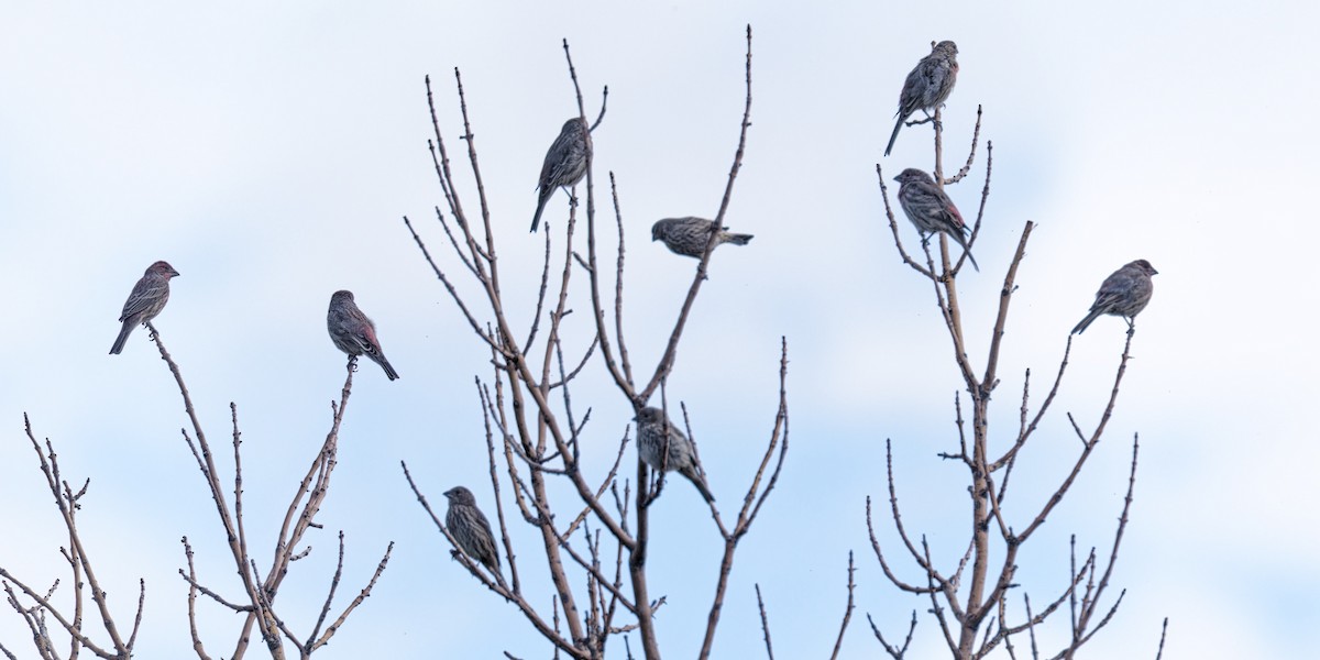 House Finch - Bob Walker