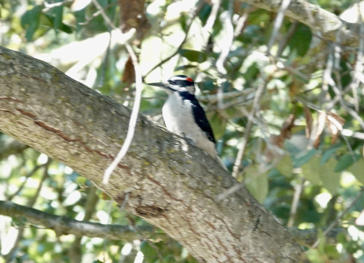 Hairy Woodpecker - ML624015373