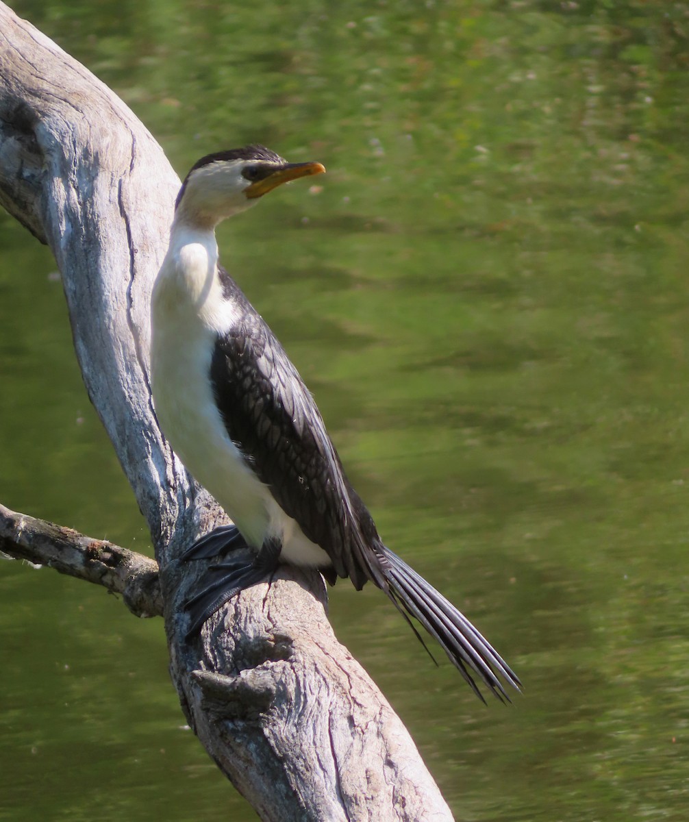 Little Pied Cormorant - ML624015374