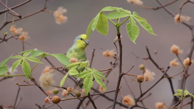 Yellow-faced Parrotlet - ML624015379