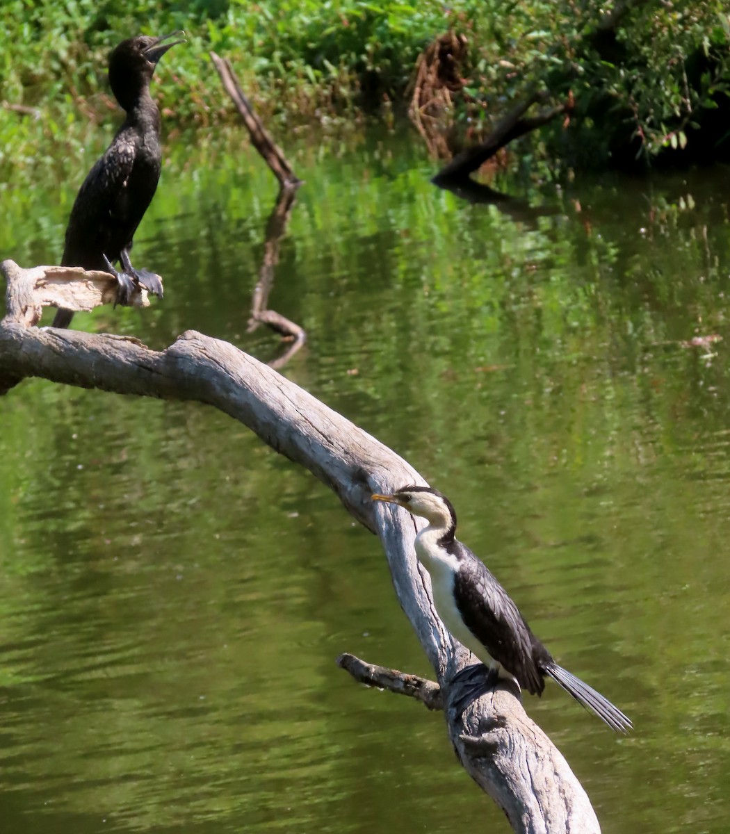 Little Black Cormorant - ML624015380