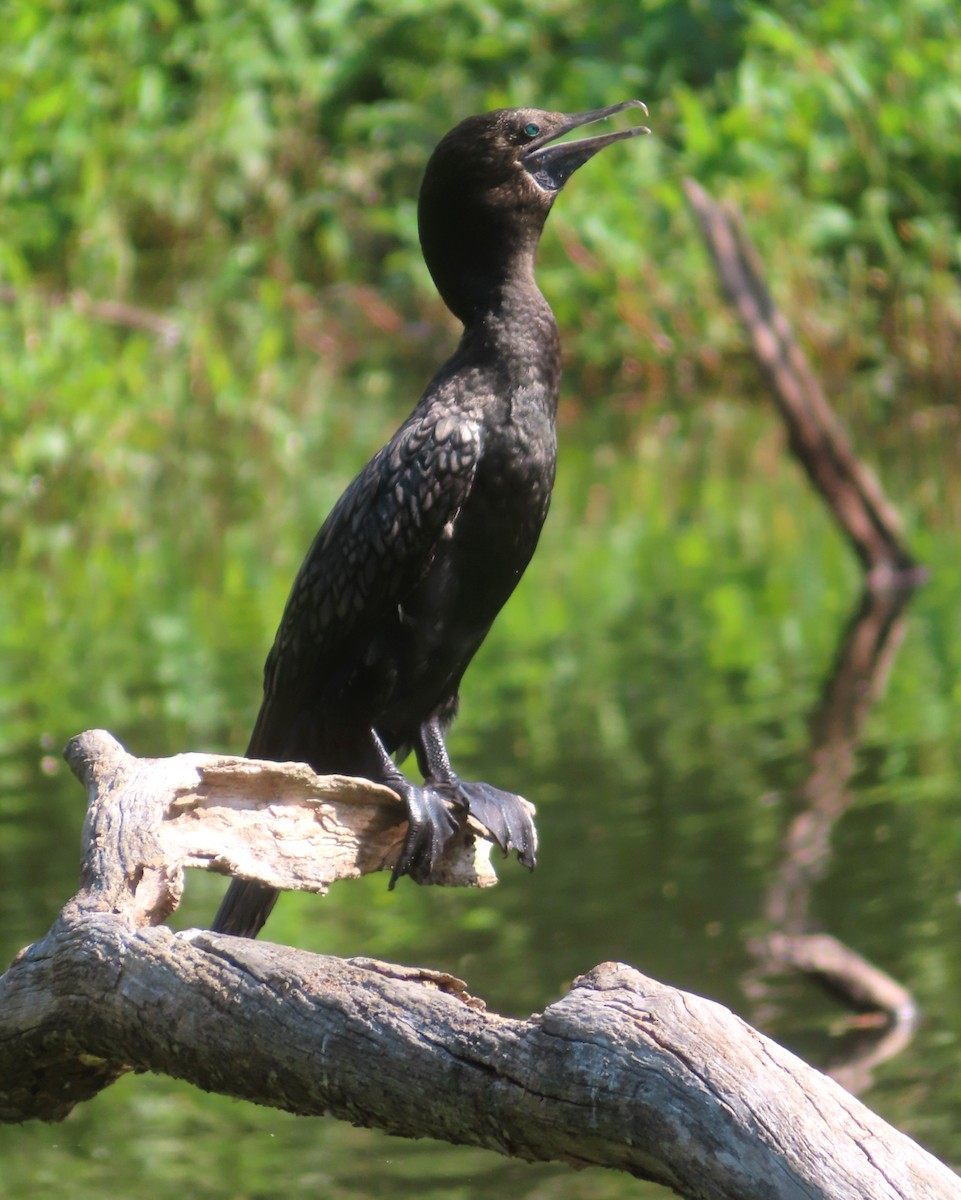 Little Black Cormorant - ML624015386