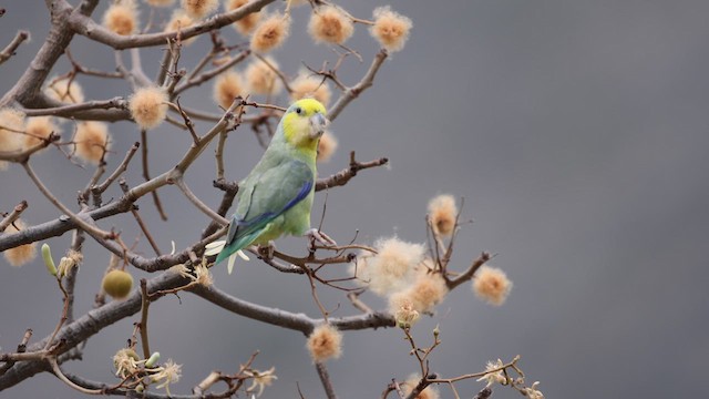 Yellow-faced Parrotlet - ML624015389