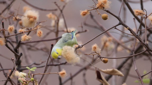 Yellow-faced Parrotlet - ML624015394