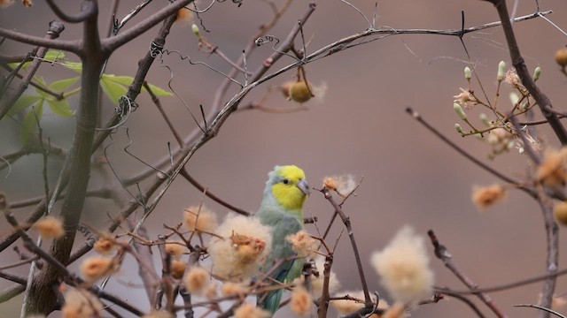 Yellow-faced Parrotlet - ML624015410