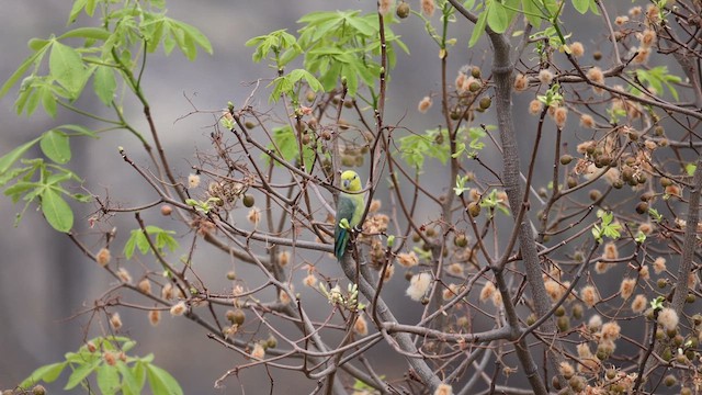 Yellow-faced Parrotlet - ML624015418