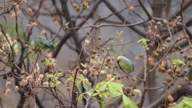 Yellow-faced Parrotlet - ML624015423