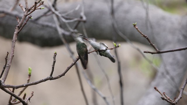 Spot-throated Hummingbird - ML624015426