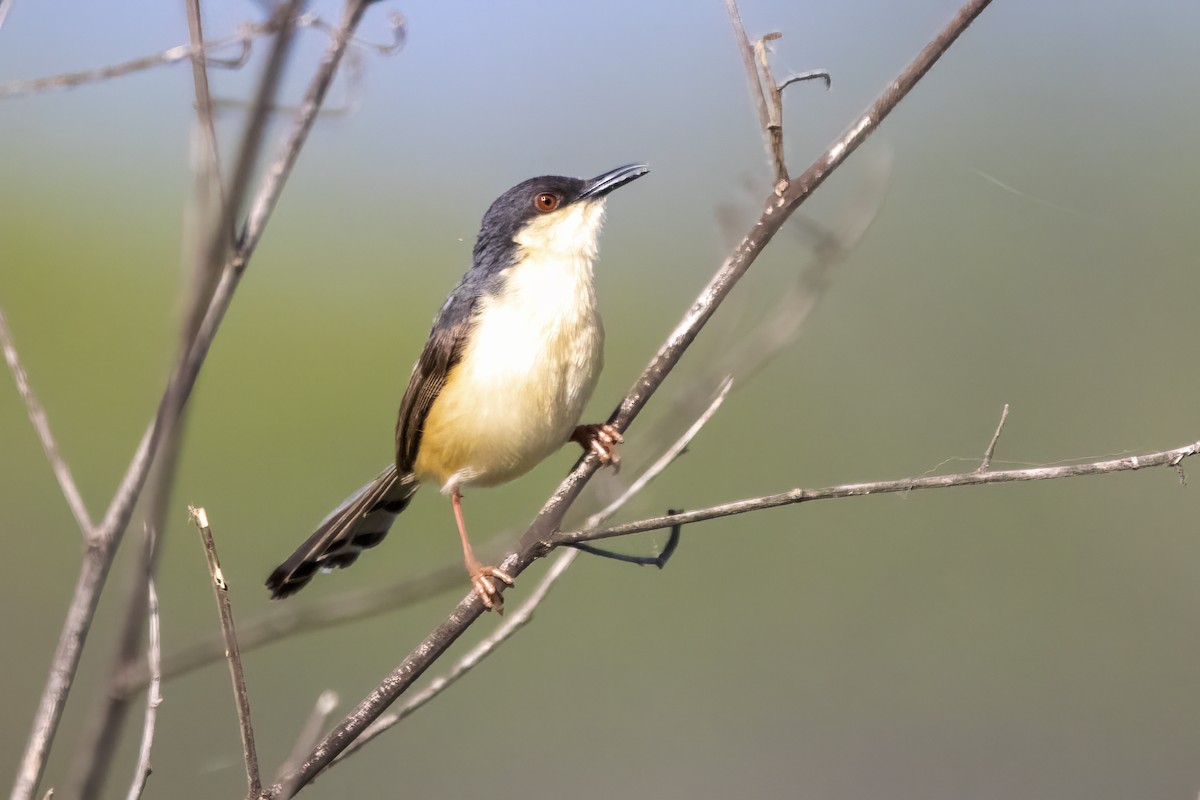 Ashy Prinia - ML624015432