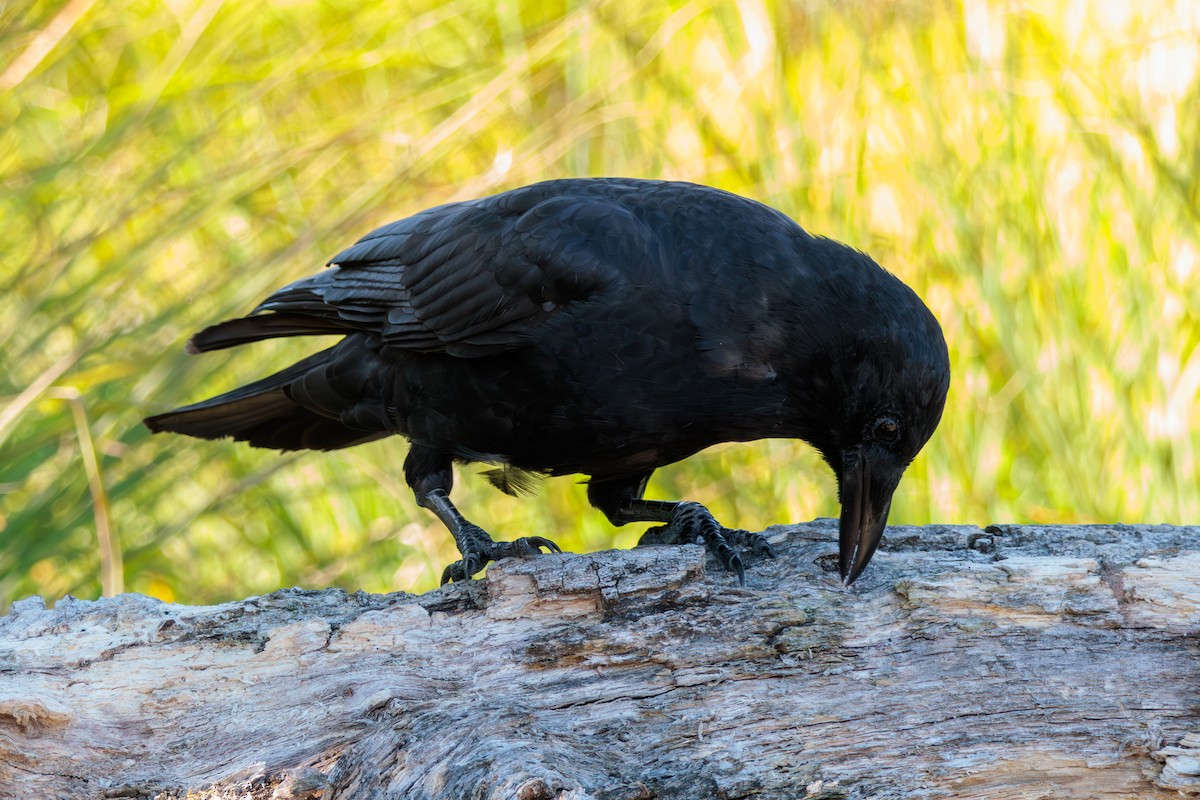 American Crow - ML624015433