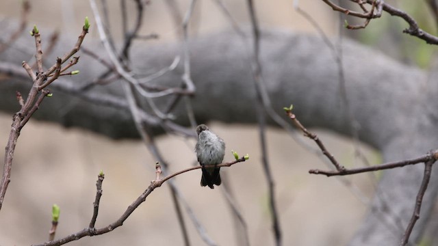 Spot-throated Hummingbird - ML624015438