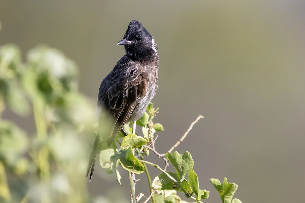 Red-whiskered Bulbul - ML624015439