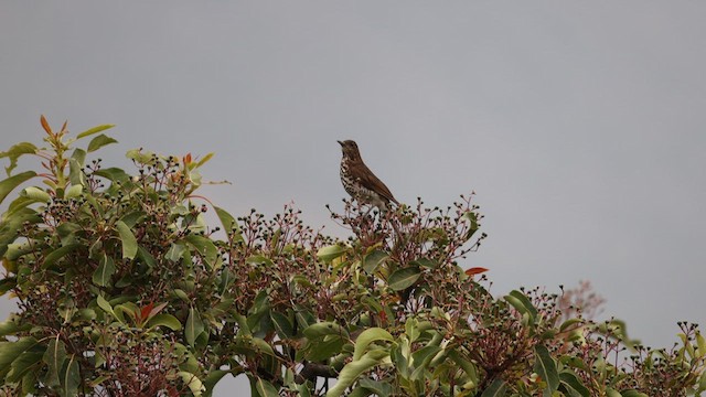 Marañon Thrush - ML624015442