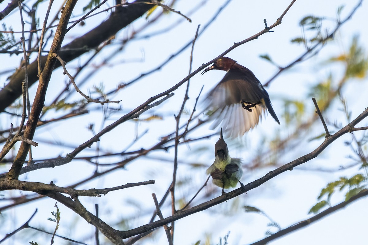 Lotennektarvogel - ML624015444