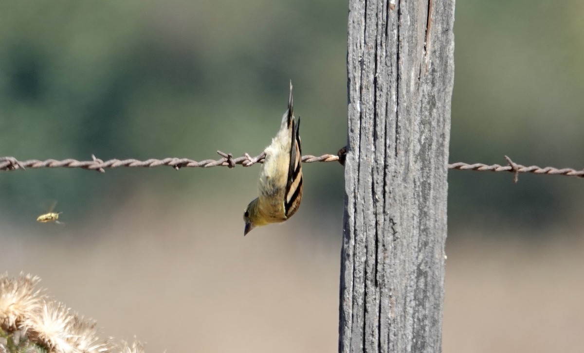 American Goldfinch - ML624015451