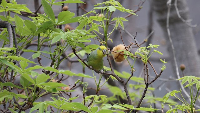 Yellow-faced Parrotlet - ML624015452