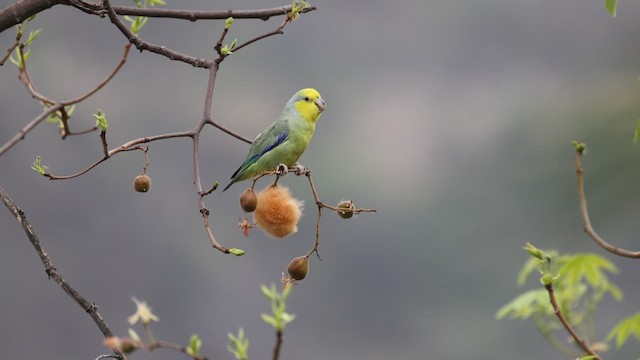 Yellow-faced Parrotlet - ML624015453